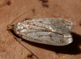 Glyphidocera septentrionella